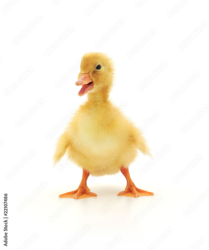 duckling duckling