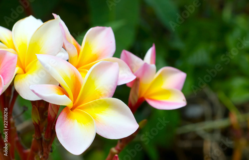 frangipani