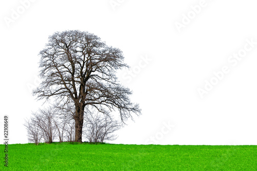 Lone tree on isolated white background