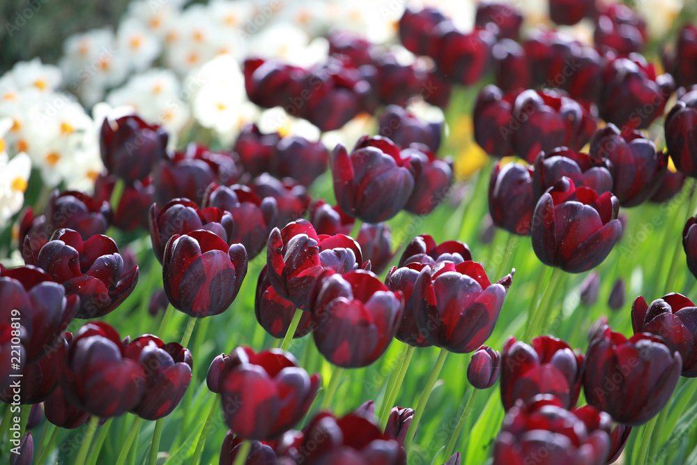 Fototapeta premium Tulips in amsterdam