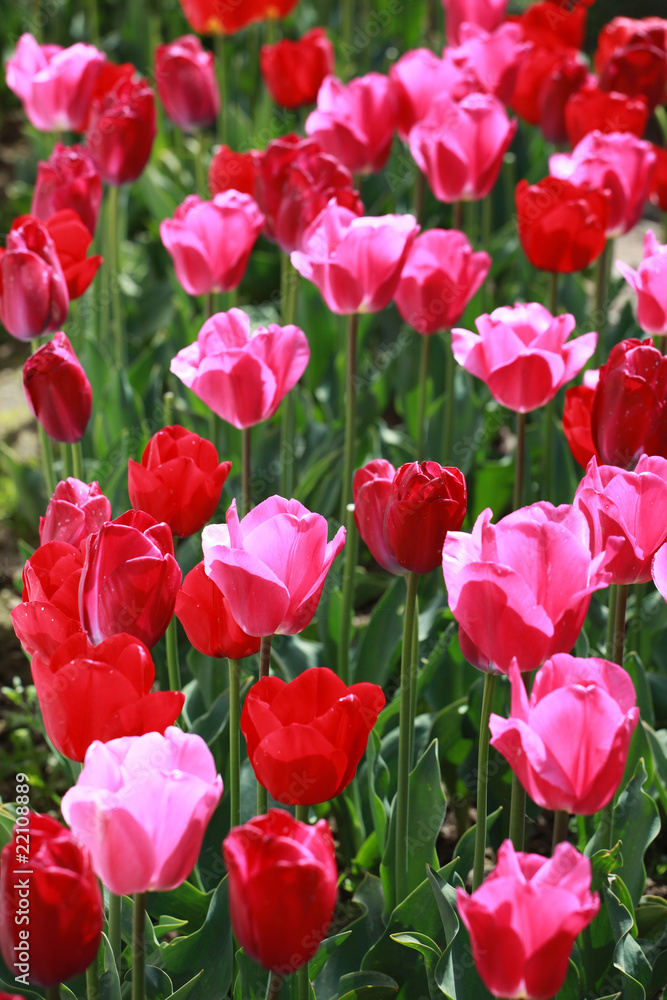 Tulips in amsterdam. Tulips in amsterdam.