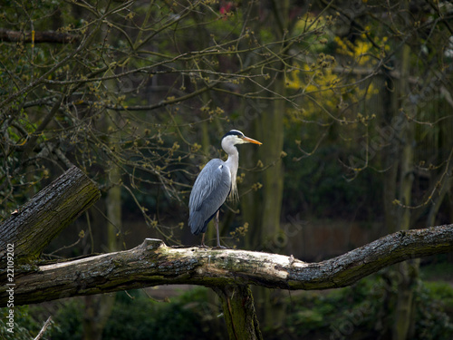 Heron