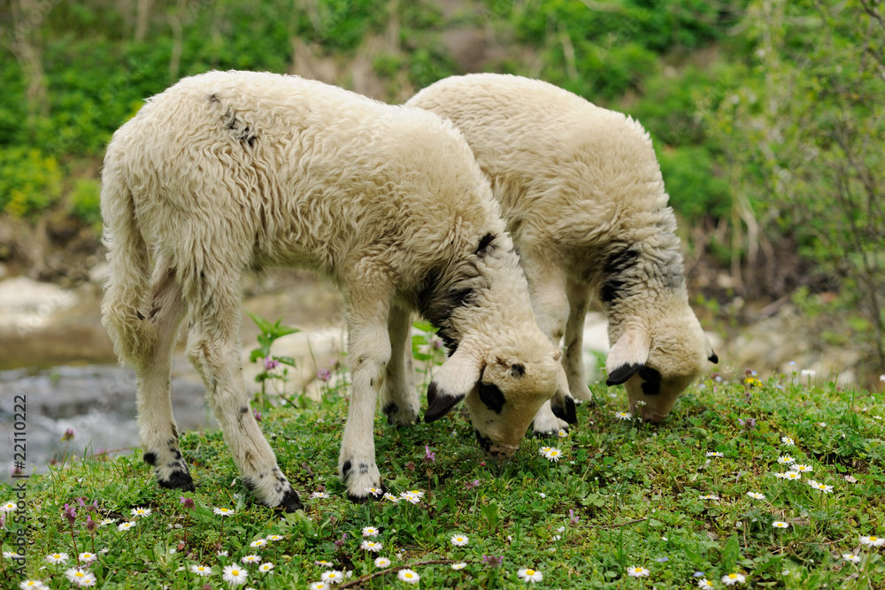 Obraz premium Lambs grazing