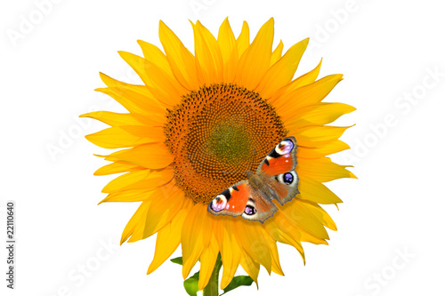 Sunflower with butterfly