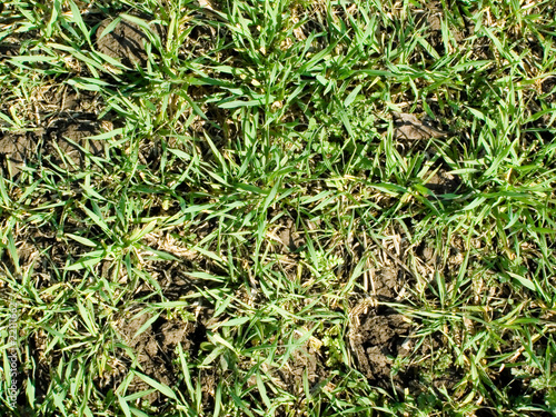 Photography slopes of the green wheat on field type overhand