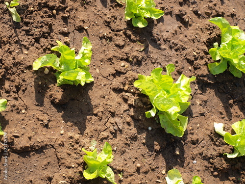 Plants de salade