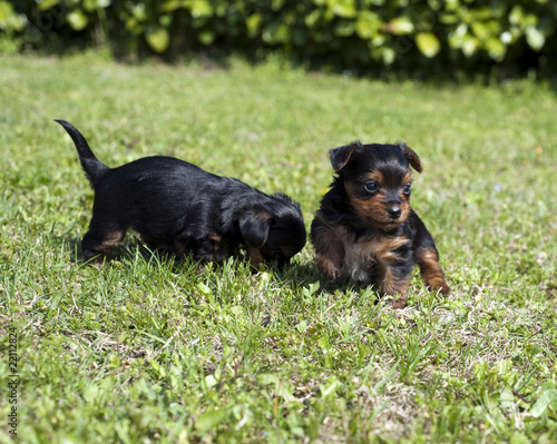 Puppies 5 © Photofollies