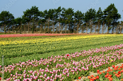 Wallpaper Mural tulipes multicolores Torontodigital.ca