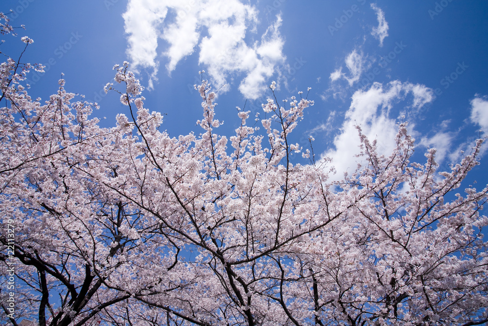 CHERRY BLOSSOM CHERRY BLOSSOM
