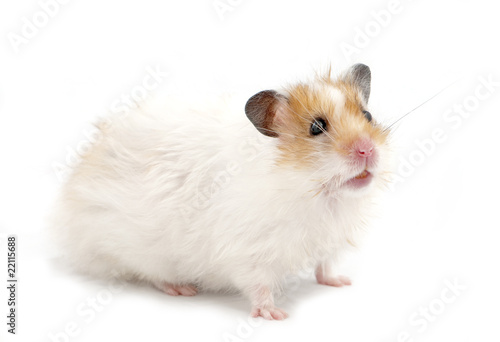 syrian hamster standing on white isolated