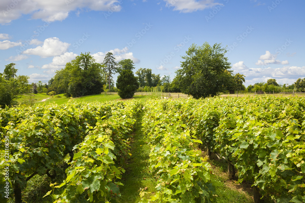 Traditional vineyard in Versailles Chateau, France