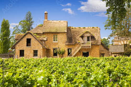 Traditional vineyard and farm in Versailles Chateau, France photo