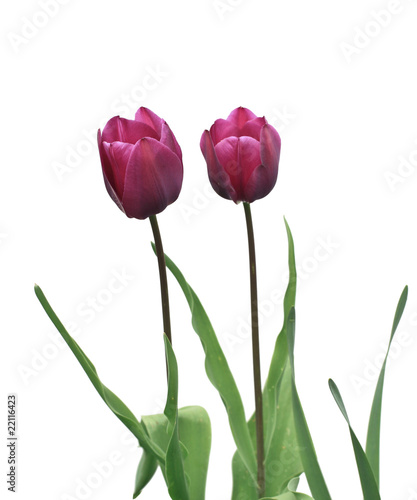 tulip flowers on white