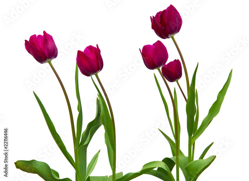 Fototapeta Naklejka Na Ścianę i Meble -  tulip flowers on white