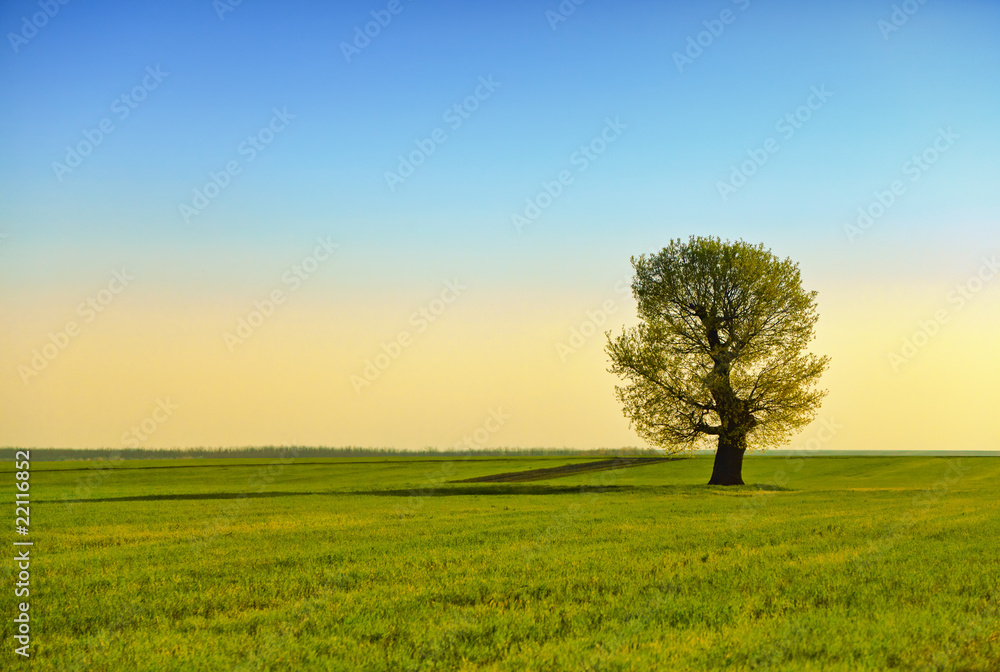 Green field and lonely tree