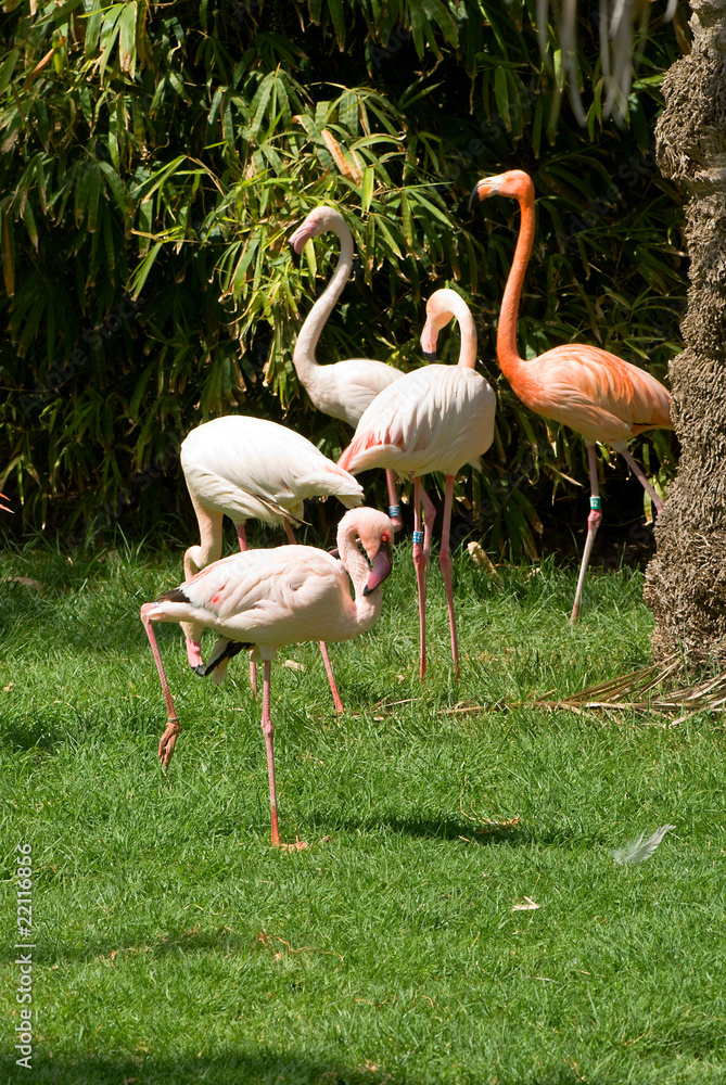 flamingo flamingo