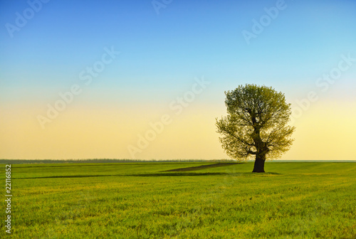 Green field and lonely tree