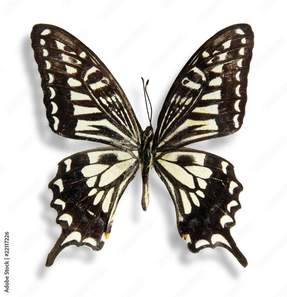 Fototapeta premium Butterfly on the white