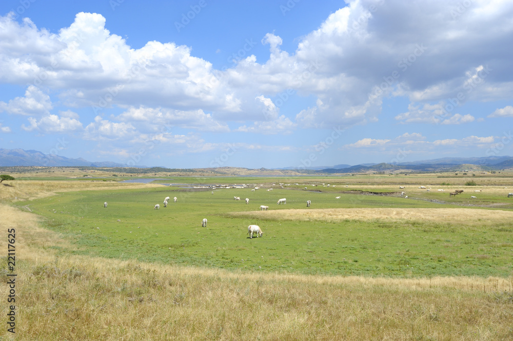 Fototapeta premium landscape nature