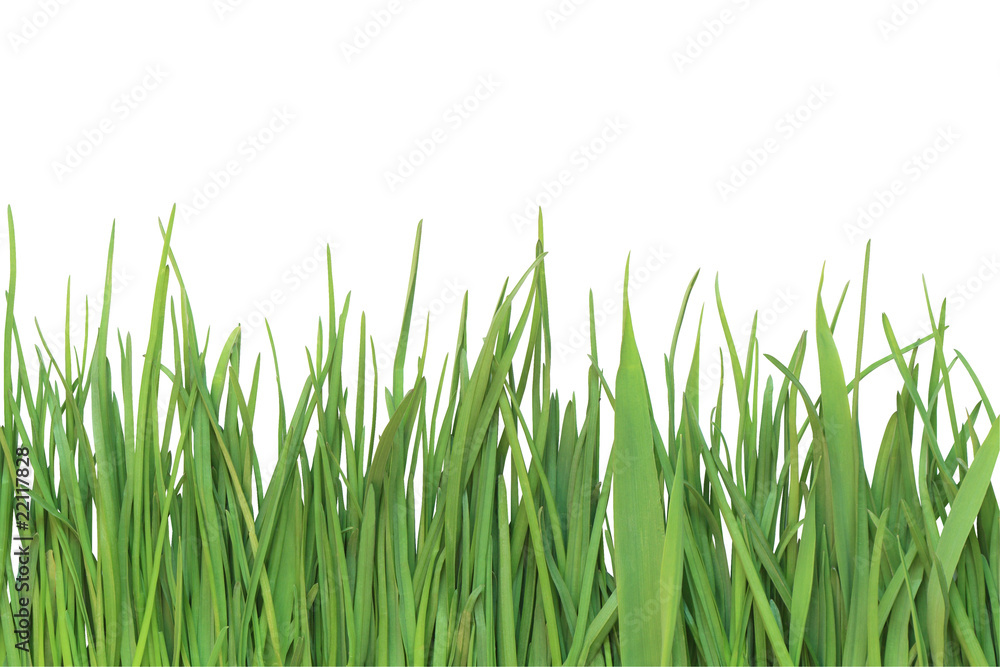 Green Grass Green Grass