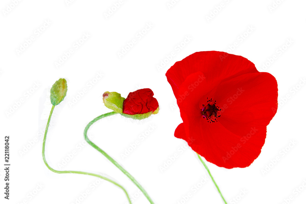 Evolution - Coquelicot (Papaver rhoeas) Evolution - Coquelicot (Papaver rhoeas)