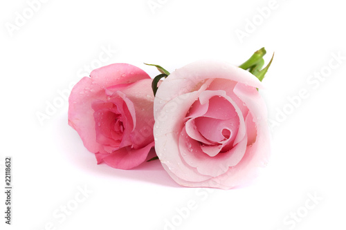 Fototapeta Naklejka Na Ścianę i Meble -  rosa Rose vor weissem Hintergrund