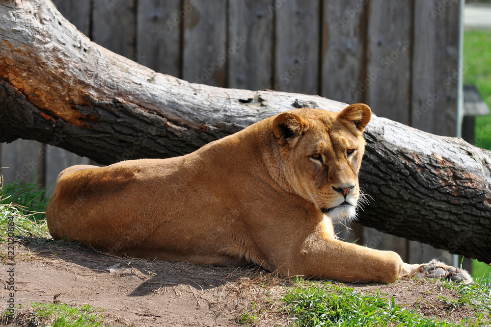 Obraz premium lioness