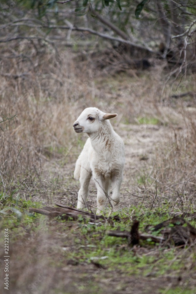 Fototapeta premium Young sheep