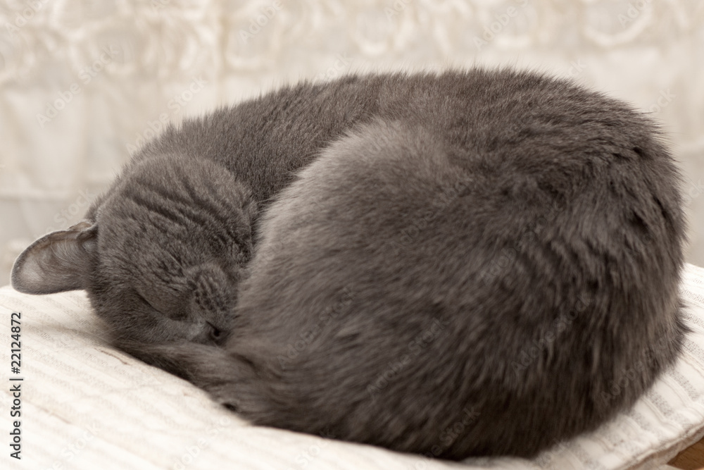 Obraz premium Cat on blanket