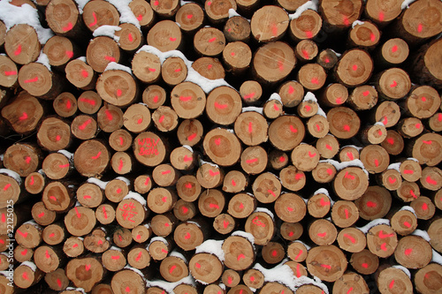 Frisch geschlagenes Holz im Winter  mit Leuchtfarbe markiert