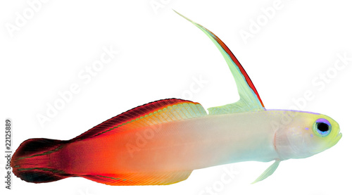 Fire Fish (Magnificent Hover Goby) photo