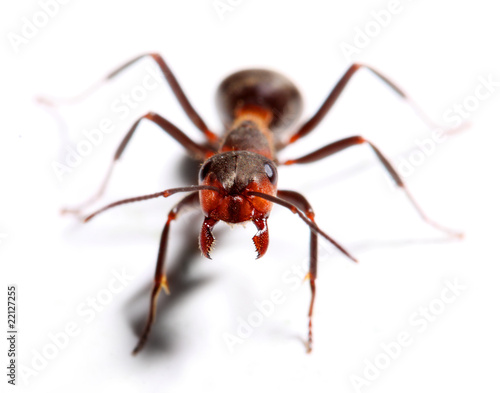 Big red ant.  Macro with shallow dof. © Kletr