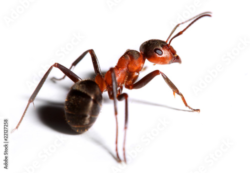 Big red ant . Macro with shallow dof.
