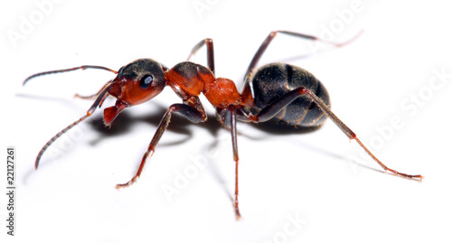 Big red ant isolated on white. © Kletr
