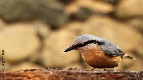 Wood Nuthatch/Sitta europaea