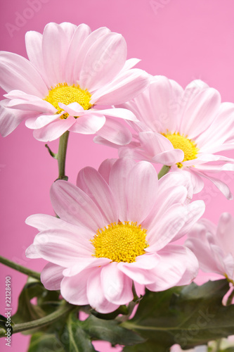 pink daisy flowers.