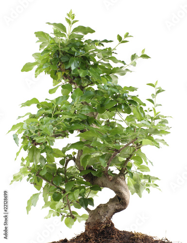 ligustrum bonsai isolated on white with clipping path