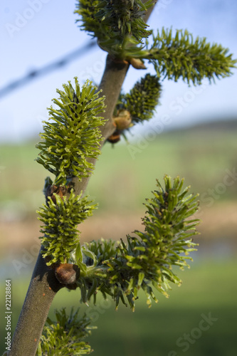 spring branch photo