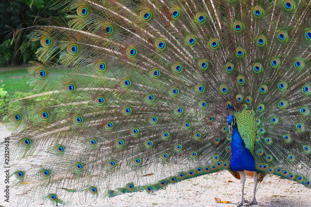 Fototapeta premium peacoch