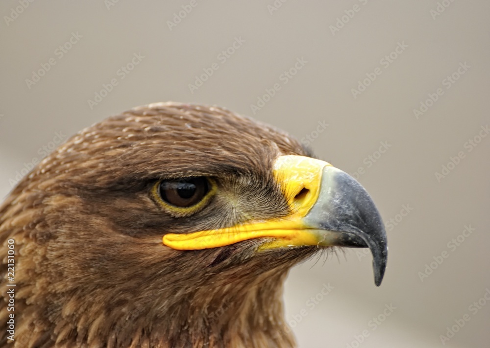 Retrato de Aguila Real Retrato de Aguila Real