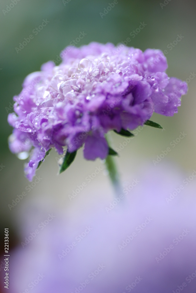 Obraz premium 雨の花