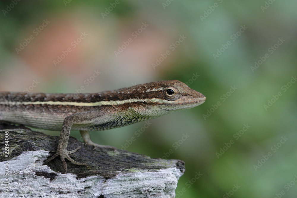 Naklejka premium anolis auratus - (polychrotidae sauria)