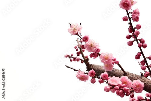 plum branch with flowers
