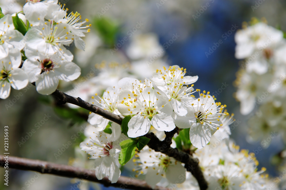Pflaumenbaumbluete - plum blossom 34 Pflaumenbaumbluete - plum blossom 34