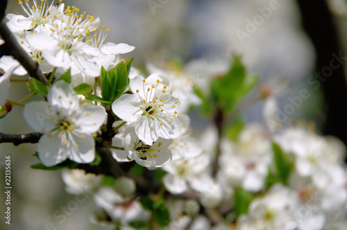 Pflaumenbaumbluete - plum blossom 29