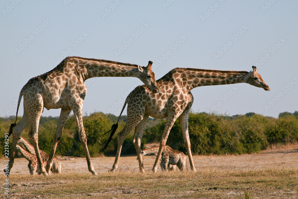 Fototapeta premium Giraffe in cammino