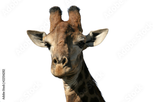 Giraffa ritratto © lazzeri