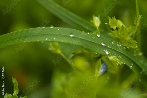 Water drops on plant