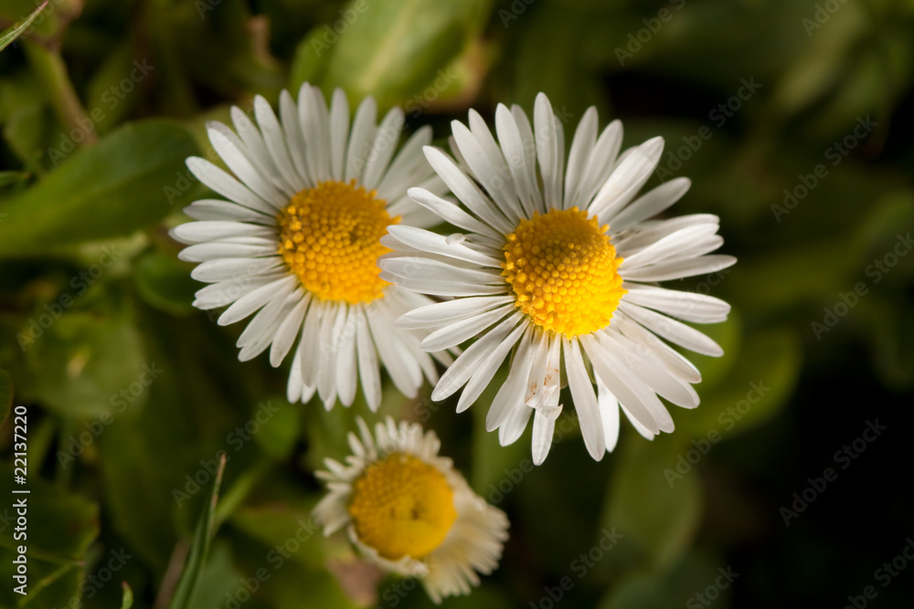 Field flowers Field flowers
