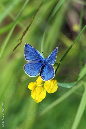 Plebicula amanda (butterfly) #22137252